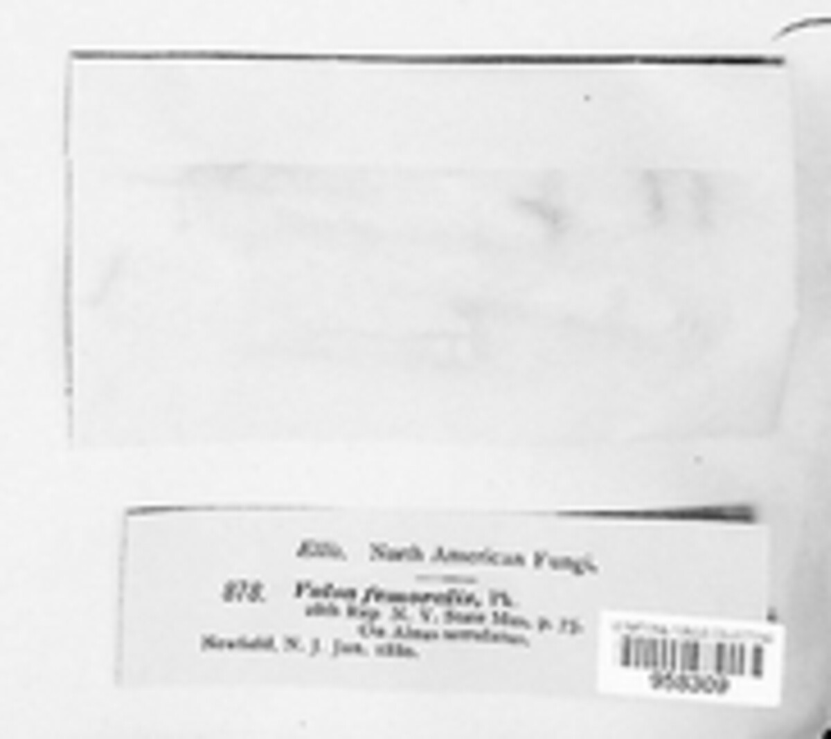 Cryptosporella femoralis image